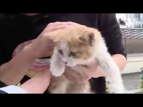 شاهد قطة تنجو من الموت البطيء