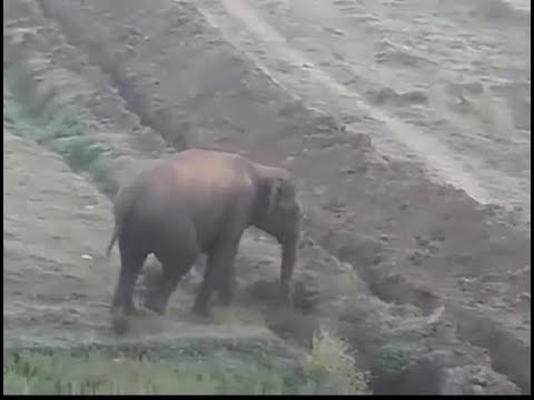فيل غاضب يشن هجومّا على منقذيه