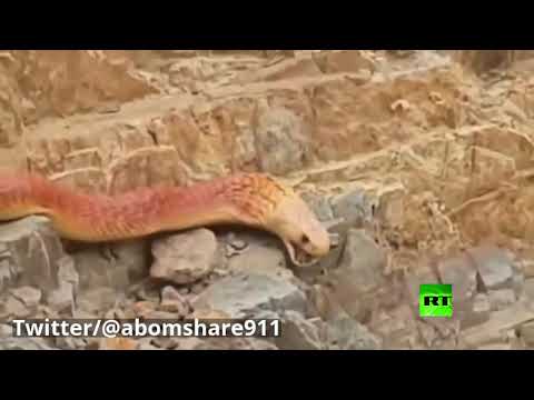 ثعبان ضخم يُثير ضجة في السعودية