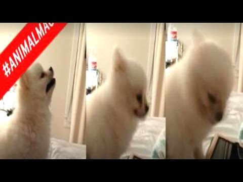 بالفيديو عطسة لكلب تجعله بطل مواقع التواصل الاجتماعي